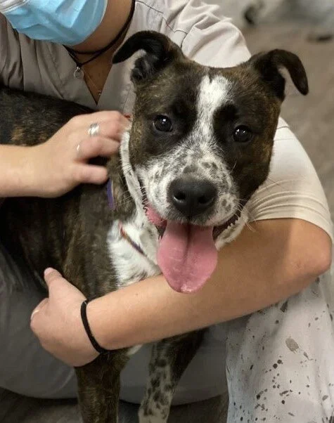 Heeler x deals staffy